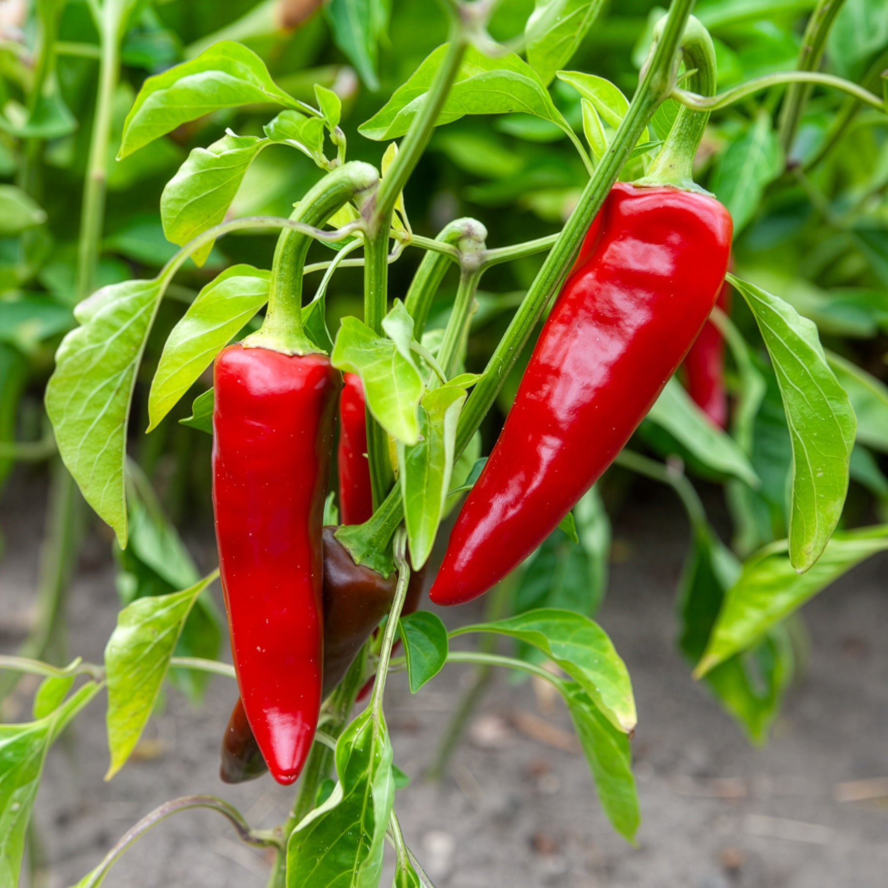 Chilipeper 'Gorria' - Capsicum annuum gorria - Bakker