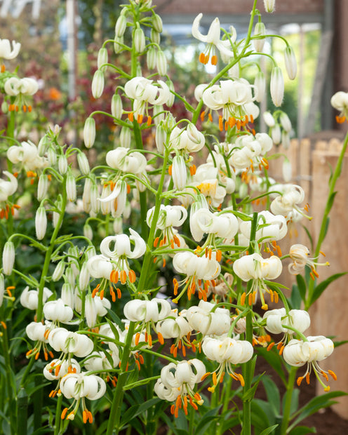 Sneeuwwitte Lelie - Lilium 'snowy morning' - Lelies