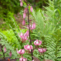 Lelie 'Pink Morning' - Lilium 'pink morning' - Bloembollen