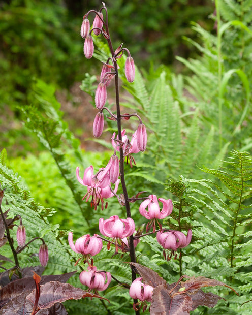 Lelie 'Pink Morning' - Lilium 'pink morning' - Lelies