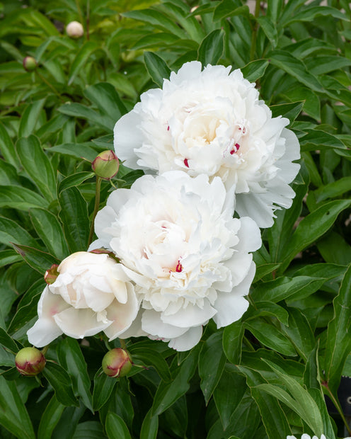 Pioenroos Festiva Maxima - Paeonia lactiflora 'festiva maxima' - Vaste planten