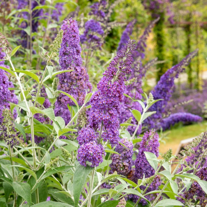 Vlinderstruik 'Lavender Flow' - Bakker