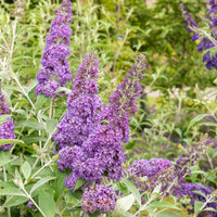 Vlinderstruik 'Lavender Flow' - Buddleja davidii free petite® 'lavender flow' - Bakker
