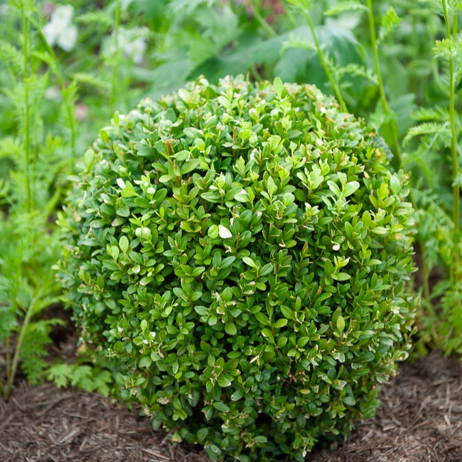 Buxus bolvorm - Buxus sempervirens - Bakker