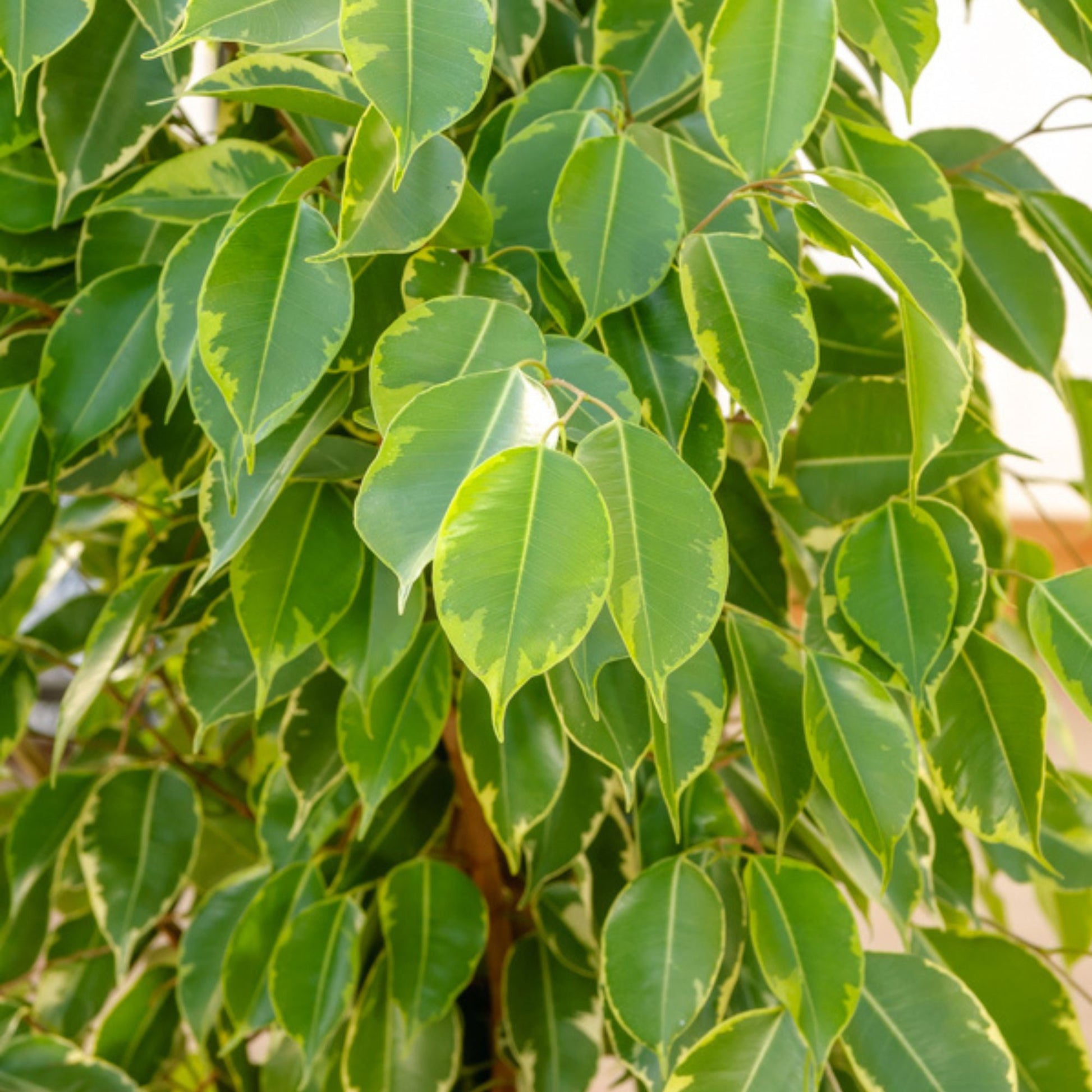 Goudkoning Treursmurf - Ficus benjamina Golden King
