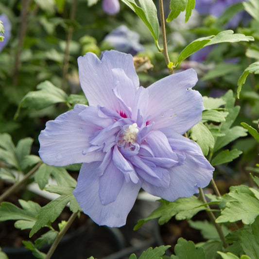 Hibiscusblauw chiffon - Hibiscus Syriacus Blue Chiffon - Heesters