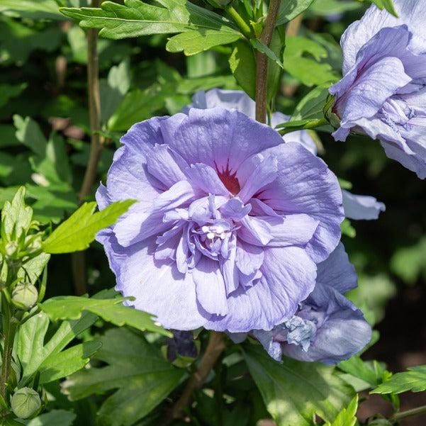 Hibiscusblauw chiffon - Hibiscus Syriacus Blue Chiffon - Bakker