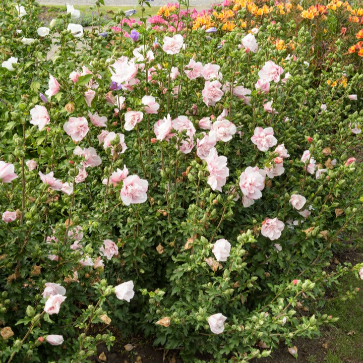 Hibiscus - Hibiscus Roze Chiffon - Hibiscus Syriacus Pink Chiffon