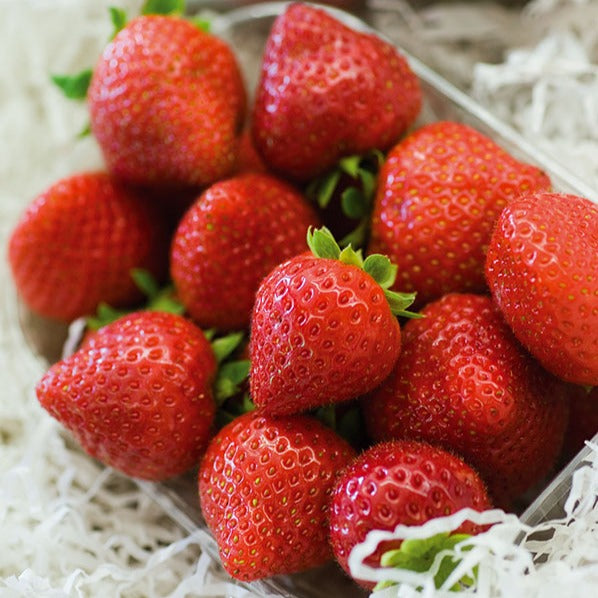 Fragaria x ananassa Charlotte - Aardbei 'Charlotte' - Aardbei