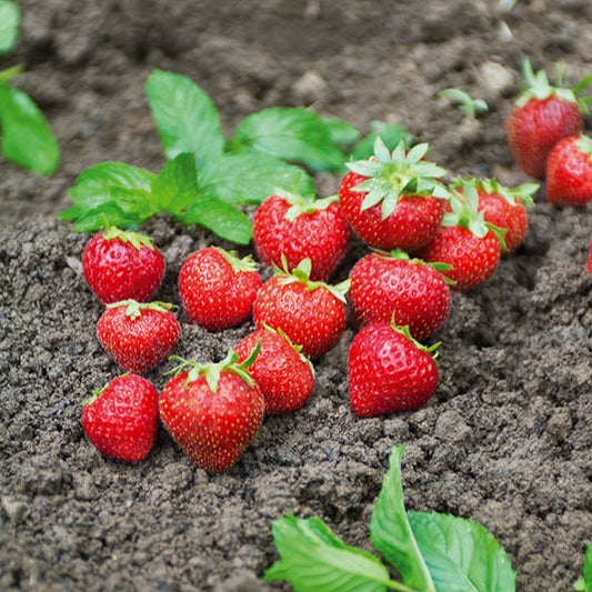 Aardbei 'Charlotte' - Bakker