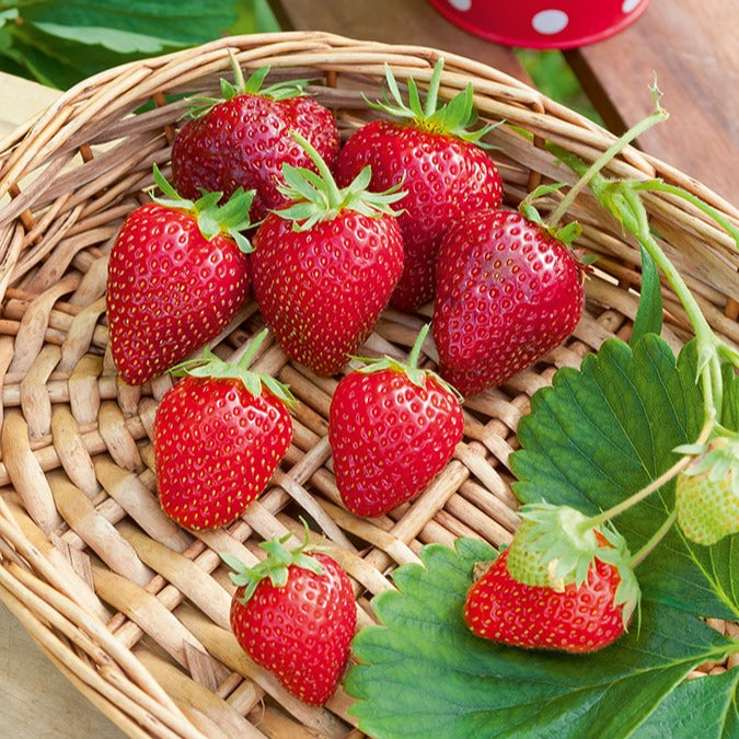 Aardbei 'Cirafine' - Fragaria x ananassa Cirafine - Bakker