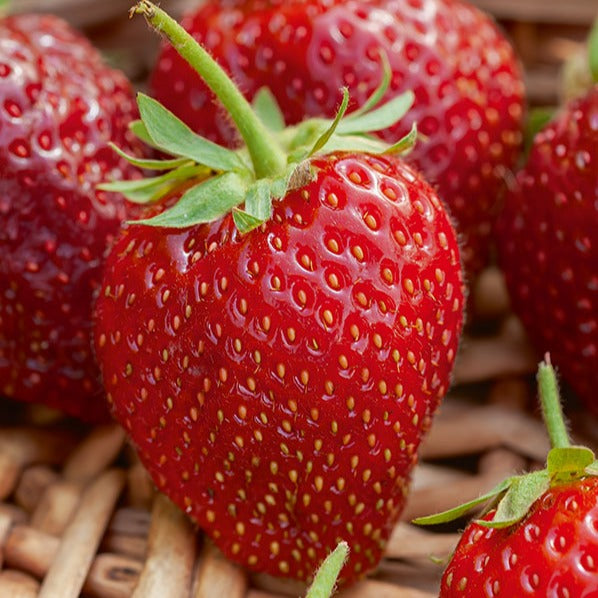 Aardbei 'Cirafine' - Bakker