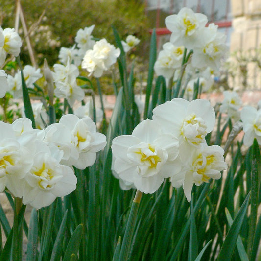 5 Narcissen 'Cheerfulness'