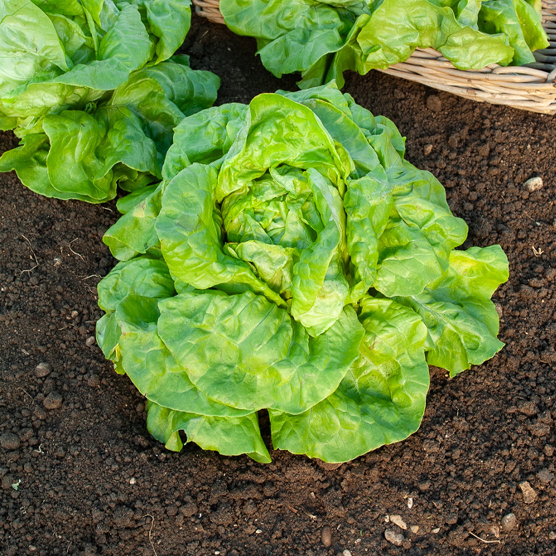 Kropsla 'Verpia' - Lactuca sativa verpia (obt. clause) - Bakker