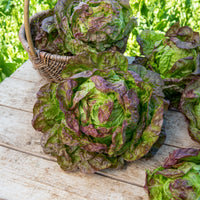 Kropsla 'Wonder der Vier Jaargetijden' - Lactuca sativa Merveille des Quatre Saisons - Bakker