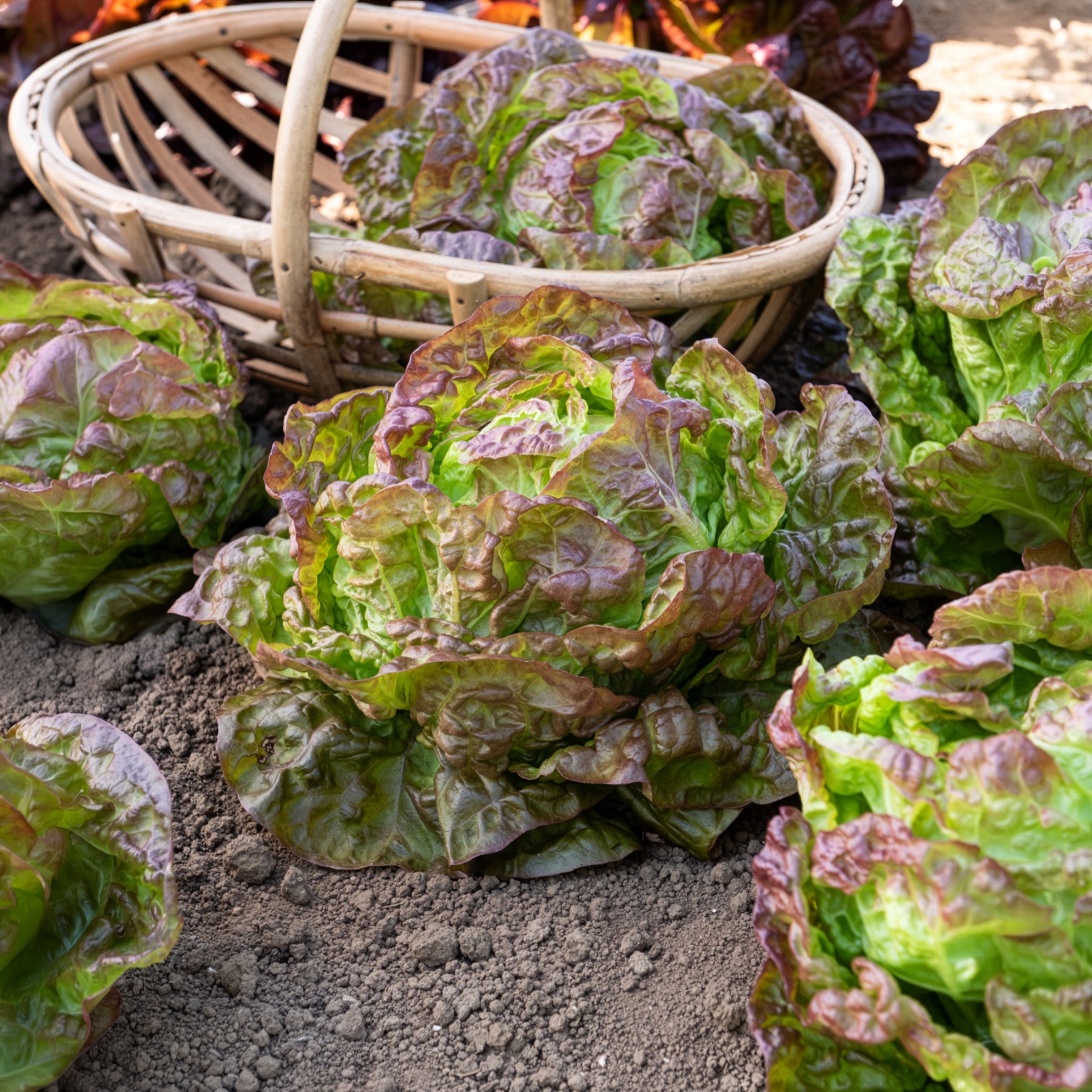Verkoop Kropsla 'Wonder der Vier Jaargetijden' - Lactuca sativa Merveille des Quatre Saisons