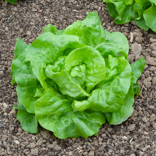 Kropsla 'Rigoletto' - Bakker