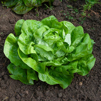 Slazaden - Kropsla 'Rigoletto' - Lactuca sativa rigoletto