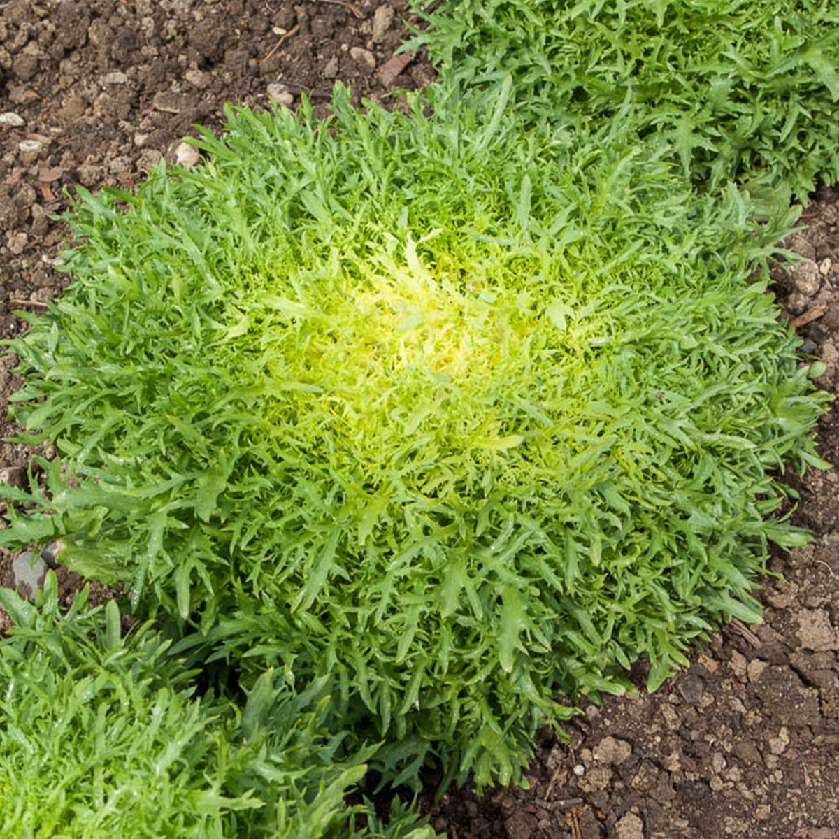 Krulandijvie 'Fine de Louviers' - Cichorum endivia crispum fine de louviers - Bakker