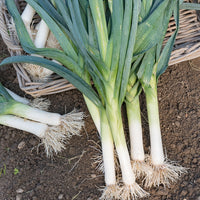 Prei 'Blauwe van Solaise' - Allium porrum bleu de solaise - Bakker