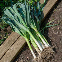 Allium porrum bleu de solaise - Prei 'Blauwe van Solaise' - Overige groentezaden
