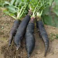 Rammenas 'Lange Zwarte Winter' - Raphanus sativus noir gros long d'hiver de paris - Bakker
