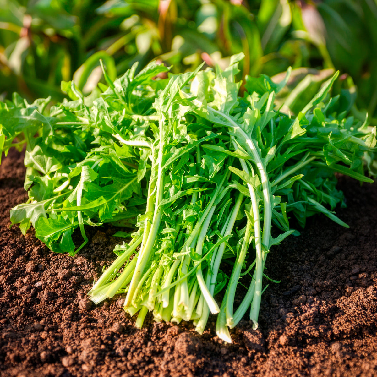 Witlof 'Barbe de Capucin' - Cichorium intybus  barbe de capucin - Bakker