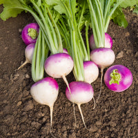 Knolraap 'De Nancy' - Brassica rapa de nancy - Bakker