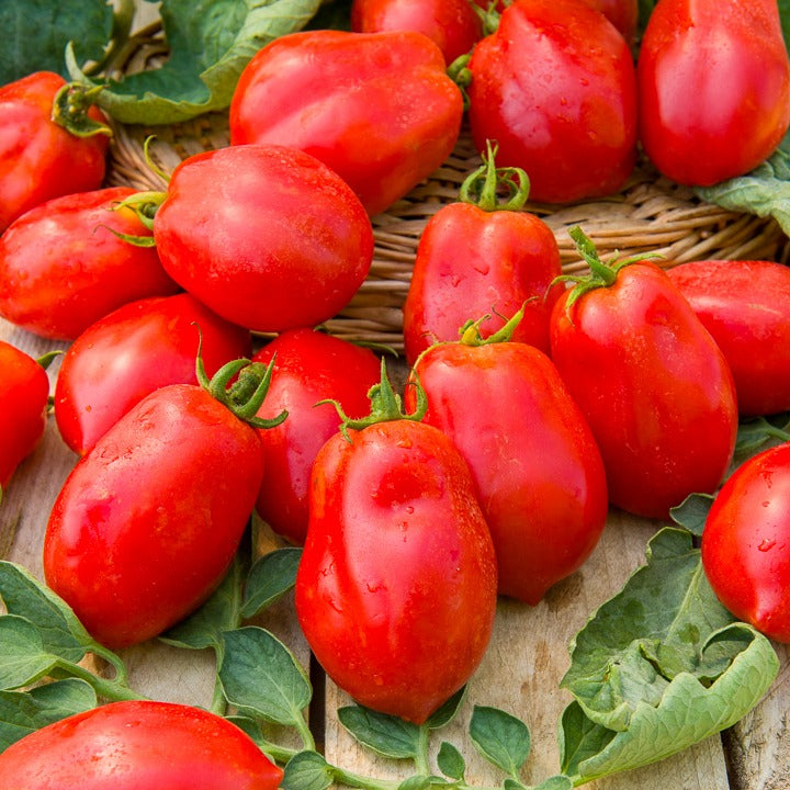 Collectie tomaten - Collection 4 tomates : Rose de Berne, Roma, Merveille des marchés, Sw - Bakker
