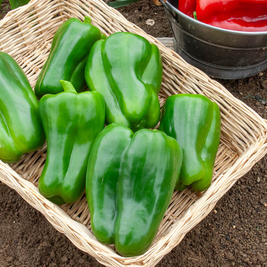 Paprika 'Lamuyo F1' - Bakker