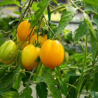Solanum lycopersicum lemon tree - Tomaat 'Lemon Tree' - Tomatenzaden