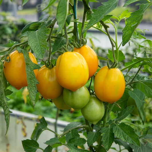 Tomaat 'Lemon Tree' - Bakker