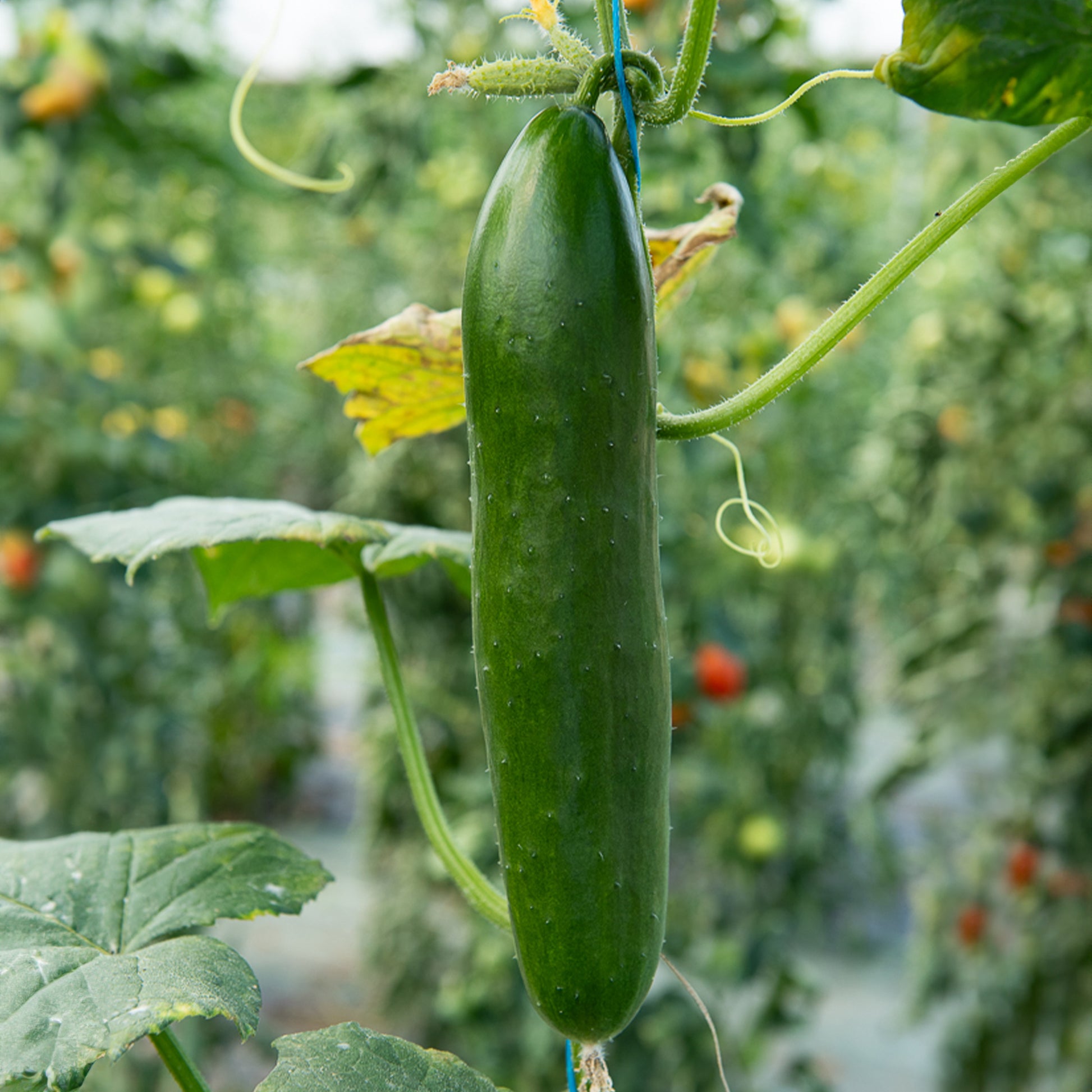 Komkommer 'Le Généreux' - Cucumis sativus le généreux - Zaden