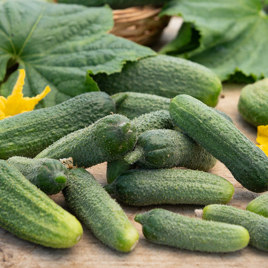 Augurk 'Petit de Paris' - Bakker