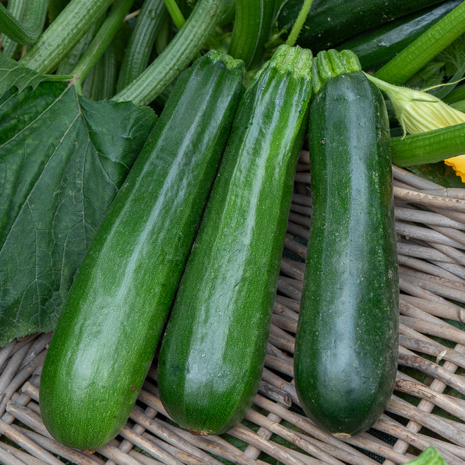 10 Courgette BIO zaden  - niet woekerend - Cucurbita pepo verte non coureuse des maraîchers - Bakker
