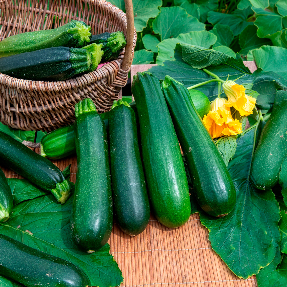 Cucurbita pepo verte non coureuse des maraîchers - 10 Courgette BIO zaden  - niet woekerend - Courgettezaden