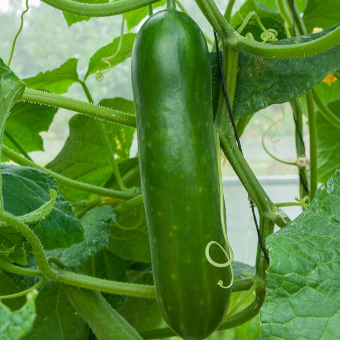 Komkommerzaden - Komkommer - lang - Cucumis sativus vert long maraîcher