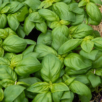 Basilicum 'Grand Vert'