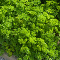 Peterselie 'Bravour' - Petroselinum crispum  bravour - Bakker