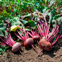 Zwart biet 'Egyptische platronde' - BIO - Beta vulgaris d'egypte - Bakker