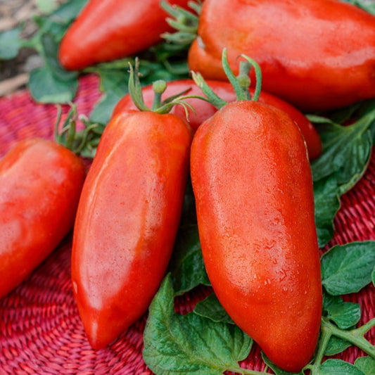 Tomatenmix 'De Andes' - Bakker