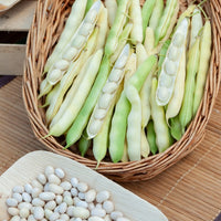 Stamdroogboon 'Coco Blanc Précoce'