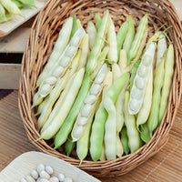 Bonenzaden - Bonen Mix - Collection de 3 haricots assortis