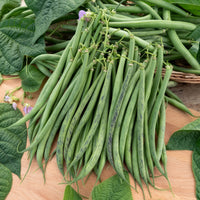 Naaldboon 'Triomphe de Farcy' - Phaseolus vulgaris nain fin triomphe de farcy - Bakker