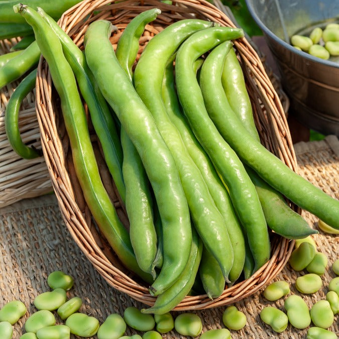 Tuinboon 'Aguadulce' - Bakker