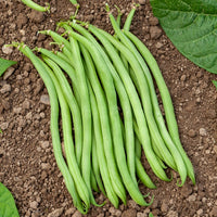 Sperzieboon 'Novirex' - Phaseolus vulgaris Novirex - Bakker