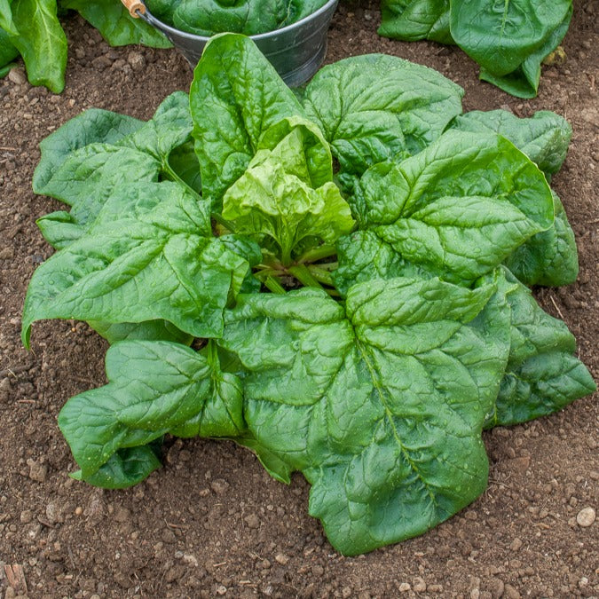 Winterspinazie  - BIO - Bakker