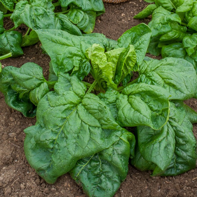 Winterspinazie  - BIO - Epinard geant d'hiver - Bakker