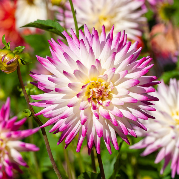 Dahlia 'Haley Jane' (x3) - Dahlia cactus haley jane - Bakker