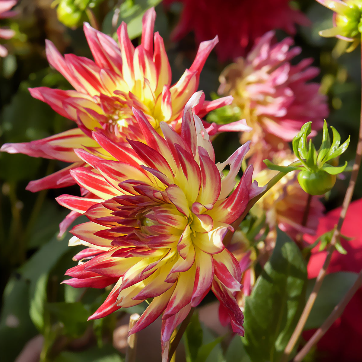 Cactus Dahlia 'Firebird' (x3) - Bakker